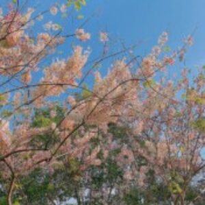 Profile picture of Lia