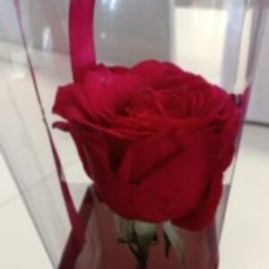 Profile picture of Ain