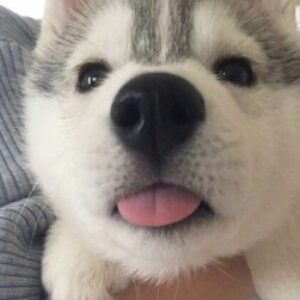 Profile photo of Yuuki