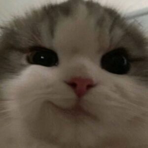 Profile photo of hAni