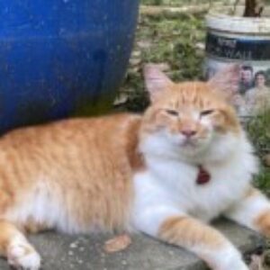 Profile picture of Nadiatul Syafiqah