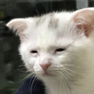 Profile picture of fyn