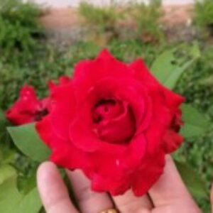Profile picture of Zaynab-El-Zahra
