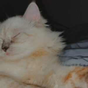 Profile picture of Scars