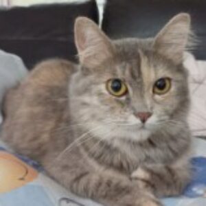 Profile photo of Wahida